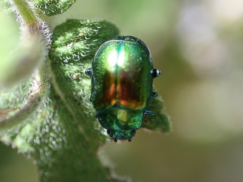 Chrysomelidae: Chrysolina herbacea